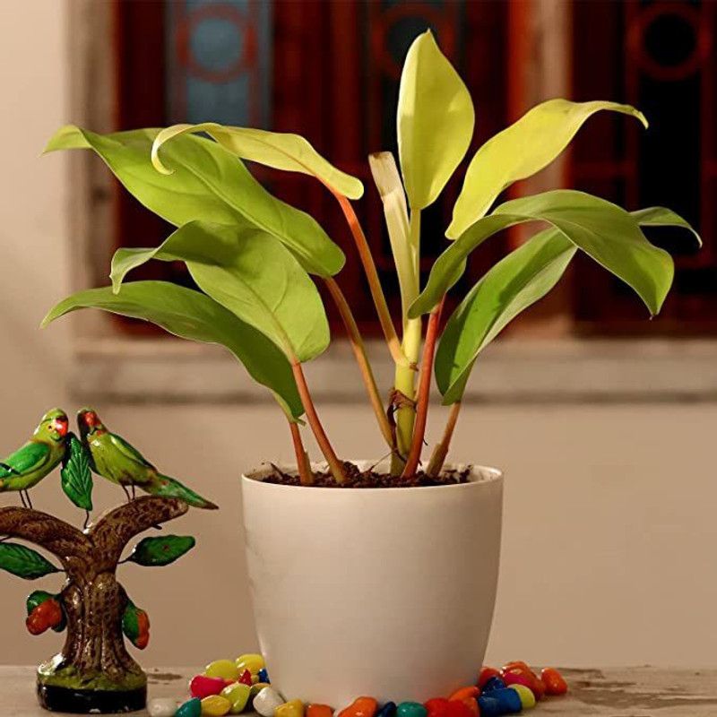 EVY Philodendron Plant  (Hybrid, Pack of 1)