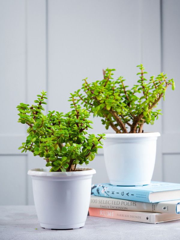 Nurturing Green Jade Plant  (Pack of 2)