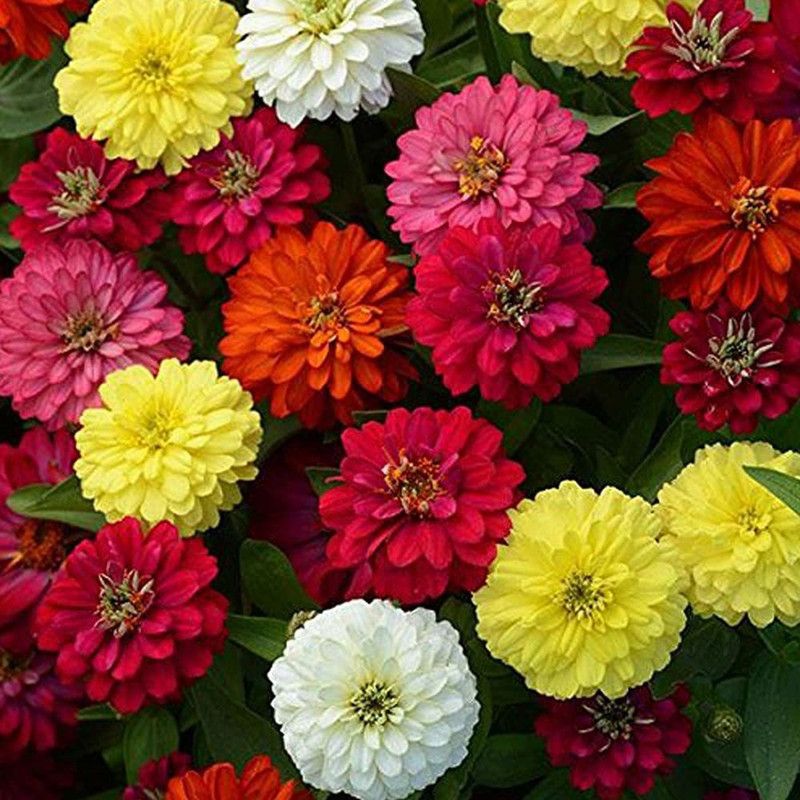 Nodoc Zinnia Seed  (40 per packet)