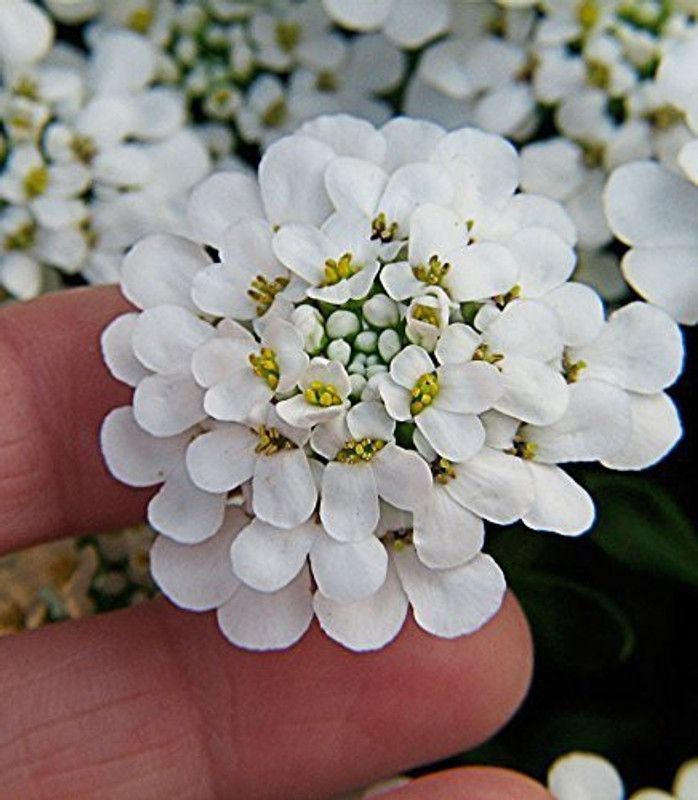 CYBEXIS DEDICATED TO GOD Candytuft Flower, White colors Garden Cold Resistance Seeds Seed  (50 per packet)