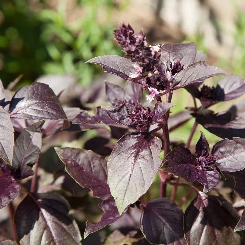 ONUS Organic Basil, Dark Purple Opal Seed  (250 per packet)