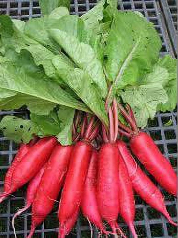 XOLDA Organic red radish Seed  (28 per packet)