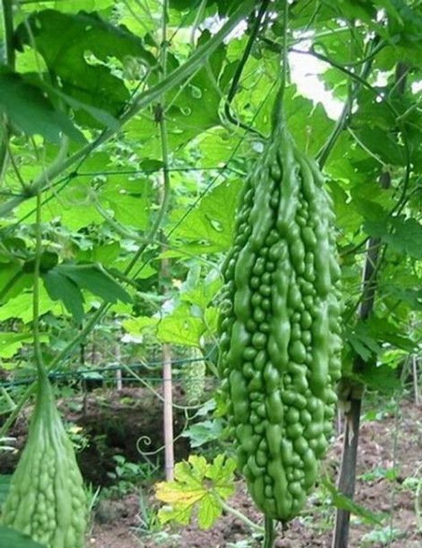 Onecure bitter gourd seeds, kerala Seed  (20 per packet)