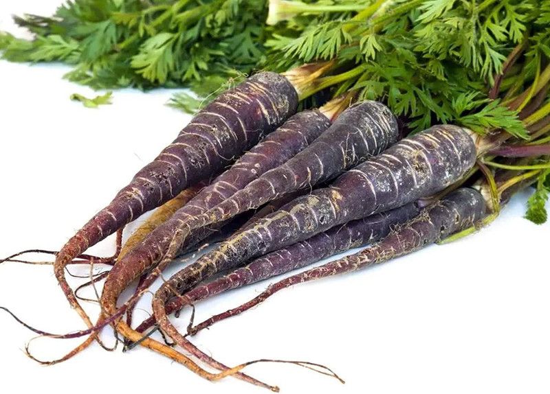 Nodoc Black Carrot Seed  (21 per packet)