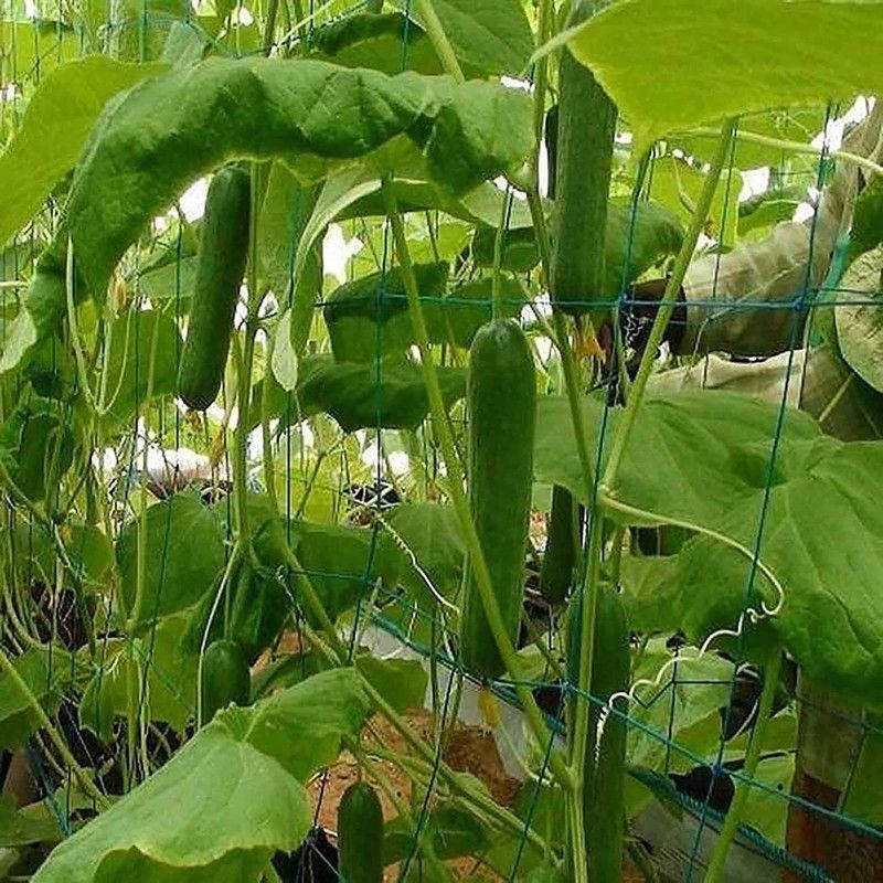 TRICONE Cucumber Seed  (50 per packet)