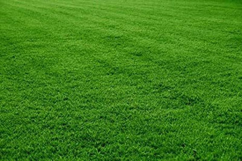 XOLDA Exotic lawngrass Seed  (33 per packet)