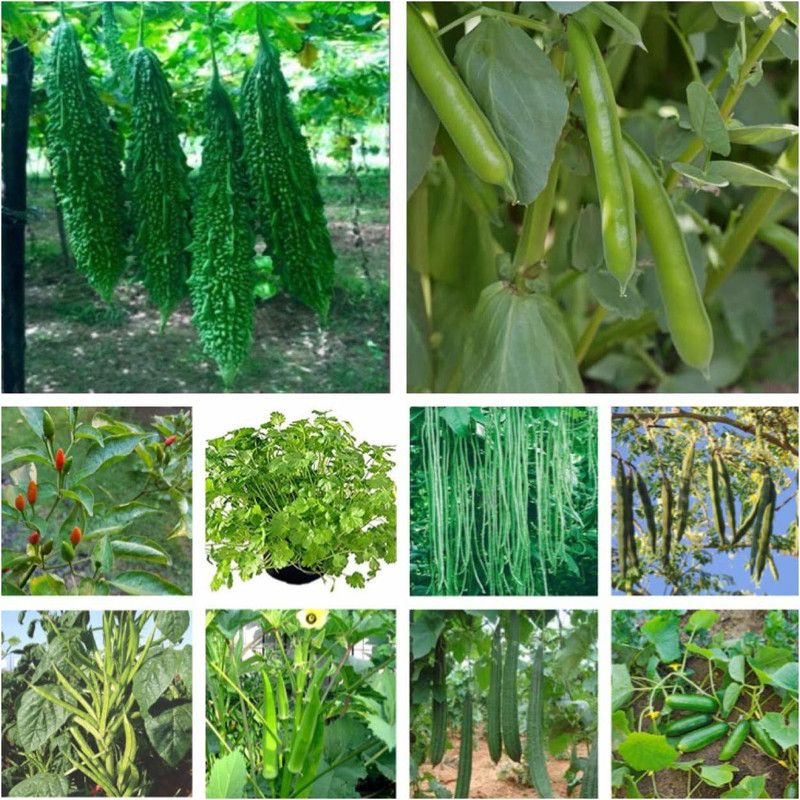 VibeX Multi Variety Of Vegetable Seeds. Organic Hybrid Vegetable Seeds Seed  (1050 per packet)