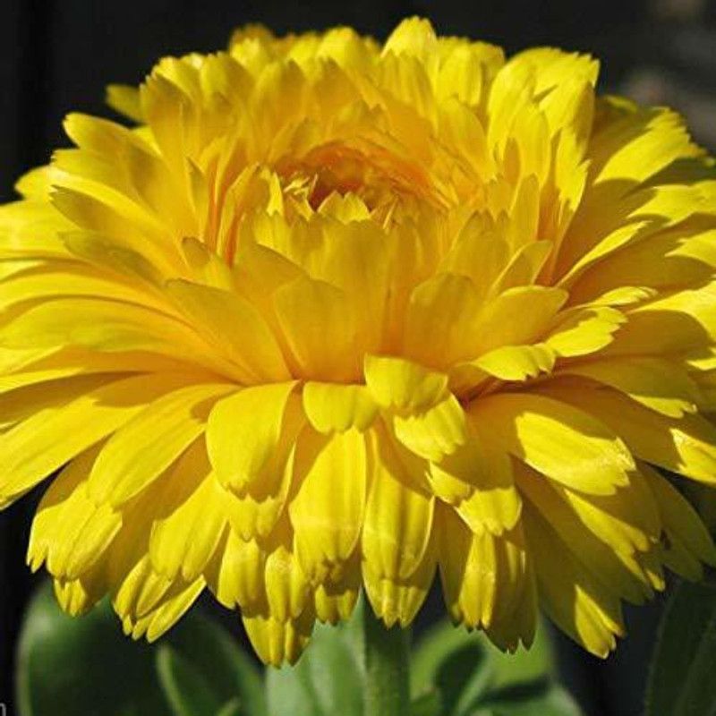 CYBEXIS CALENDULA -FIESTA GITANA-MIXED-FC754 Flower Seeds Seed  (50 per packet)