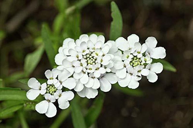 CYBEXIS Candytuft White Spiral flower home garden plant seeds Seed  (50 per packet)