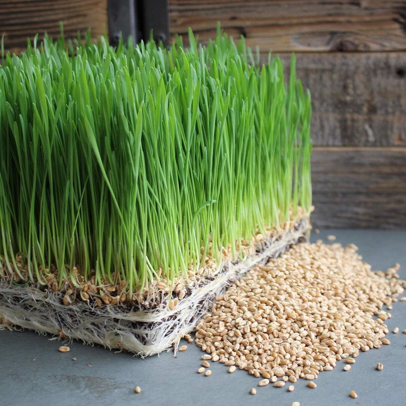 WILLVINE Organic Non-GMO Wheatgrass Seeds Seed  (2000 per packet)