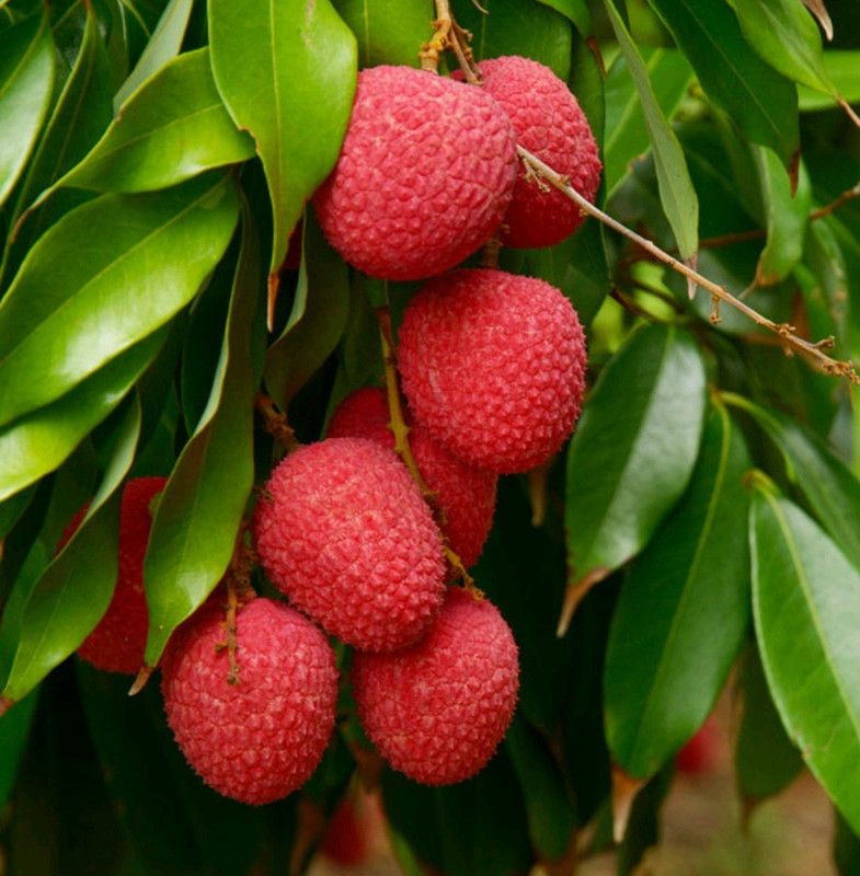 TotalGarden Litchi Plant  (Hybrid, Pack of 1)