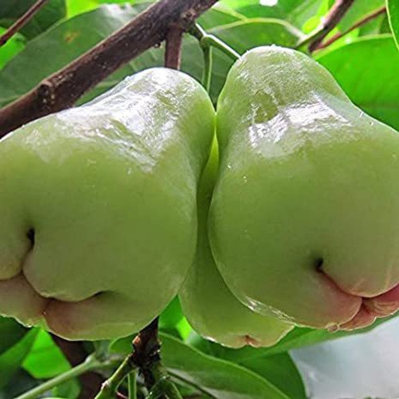 Roy's Fashoin Wax Apple White Wax Fruit  (Hybrid, Pack of 1)