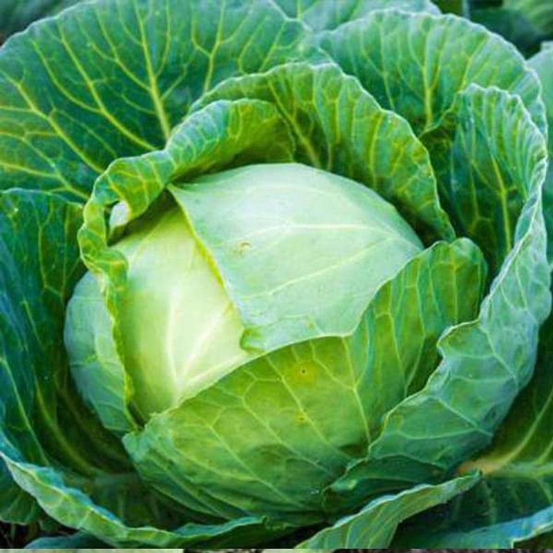 XOLDA Cabbage Hybrid Seed  (41 per packet)