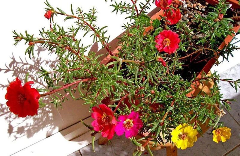 CYBEXIS Portulaca Mix Flower Seeds For Home Gardening Seed  (50 per packet)