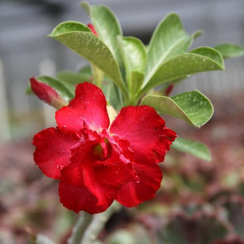 DROXTY ™ Adenium Obesum Seed Non-GMO(50 Seeds) Seed  (50 per packet)