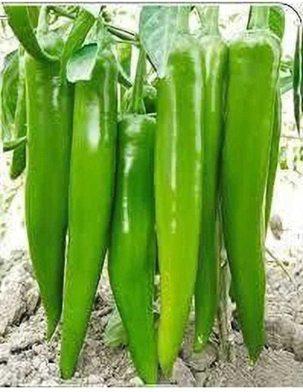 CELEBSHINE CHILLI Long Achari Seed  (250 per packet)