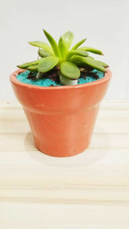 Priceless Deals Echeveria 'Starlite' Plant  (Pack of 1)