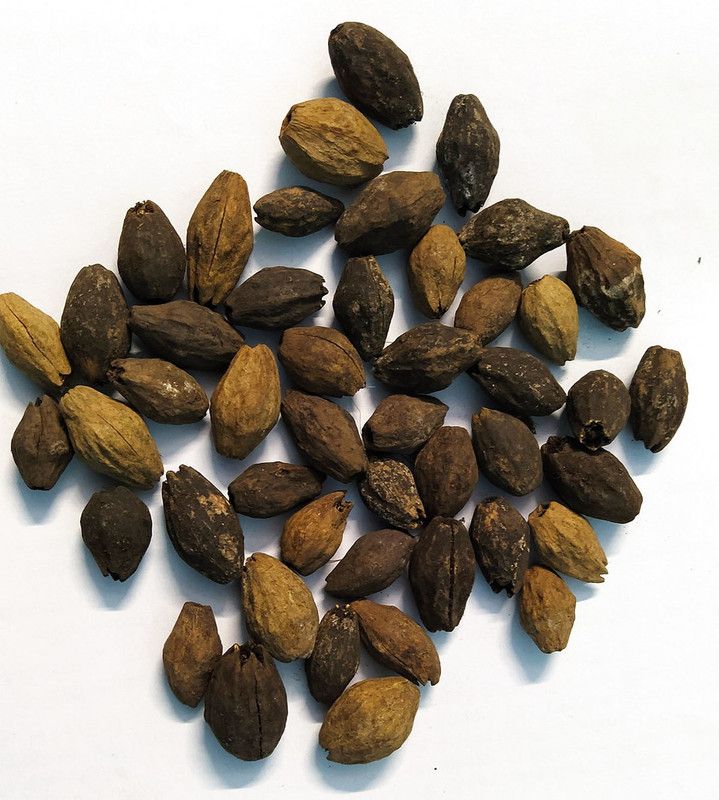 EasySeeds Malabar Neem, Melia Dubia, Malai Vembu, kadakhajur Seed  (100 per packet)