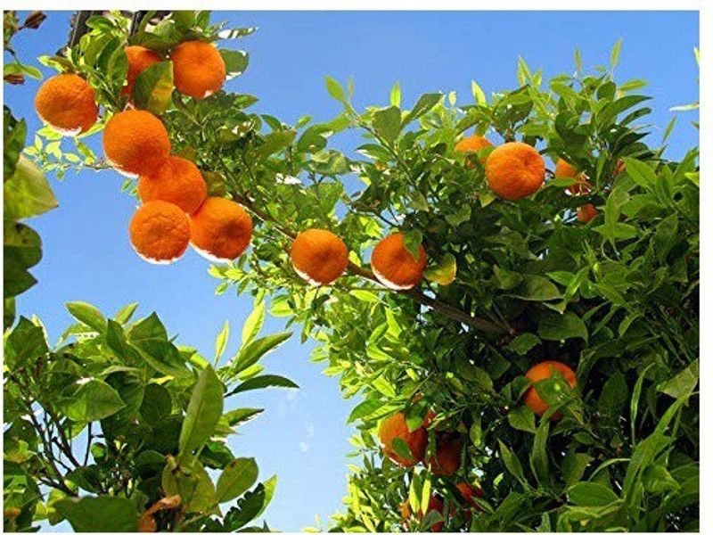 DIOART ™Dwarf Orange Seeds Fruit Seeds For Organic Farming Fruit Seeds Garden Pack-688 Seed  (25 per packet)