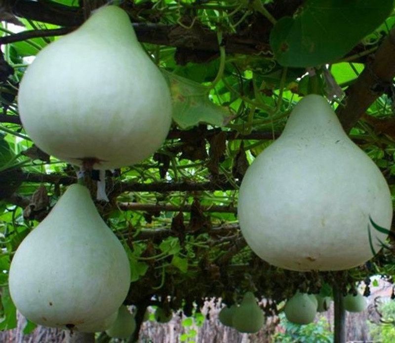 UGRA Round Bottle Gourd Hulu Piao Seed  (80 per packet)