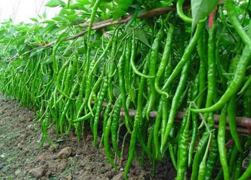 Pahadi Green Chilli, mirch, mirchi Seed  (50 per packet)