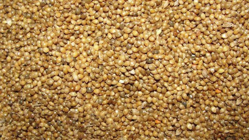 varsha traders Organic Natural Little Millet Seeds / Sama / Gajro / Kuri / Kutki / Same / Sava / Suan / Swank / Samalu / Samai Milllet Seed for - 1Kg Seed  (1 per packet)