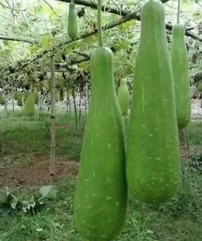 UGRA NAM TAO YAI Bottle Gourd Seeds Seed  (500 per packet)