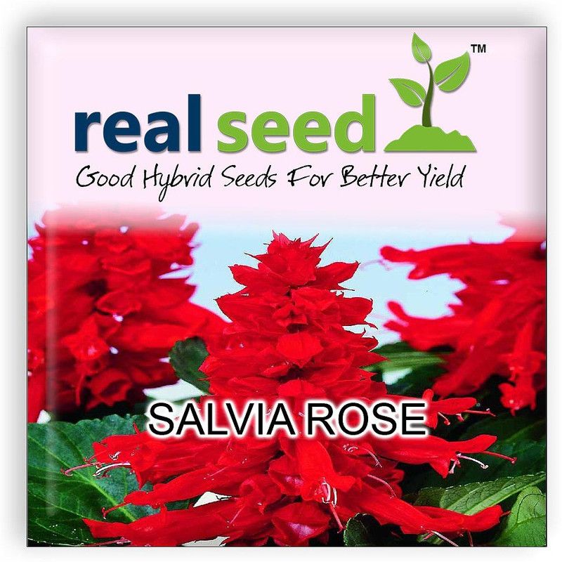 Real Seed Rose Seed  (50 per packet)