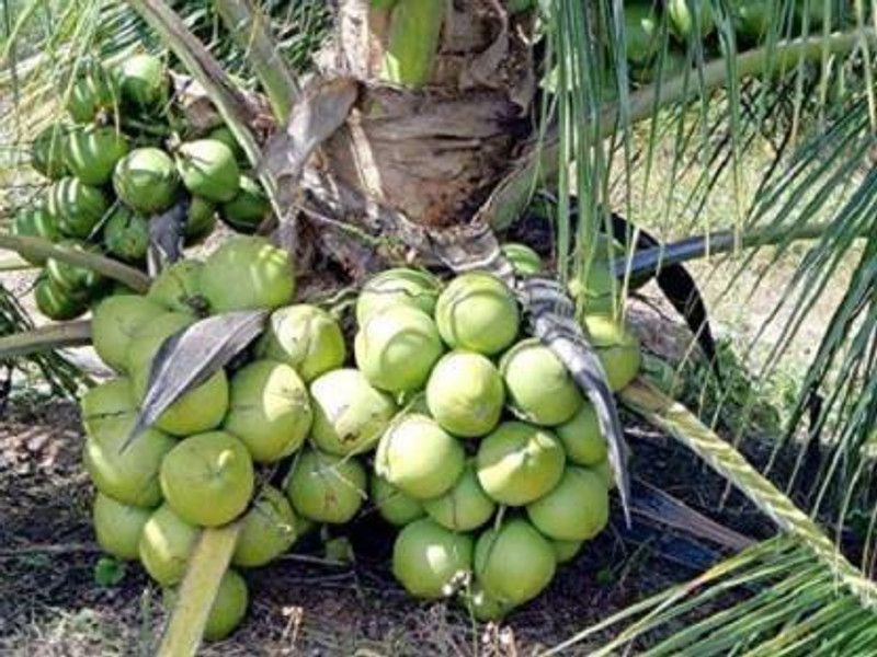 NRDhub Coconut Plant  (Hybrid, Pack of 1)