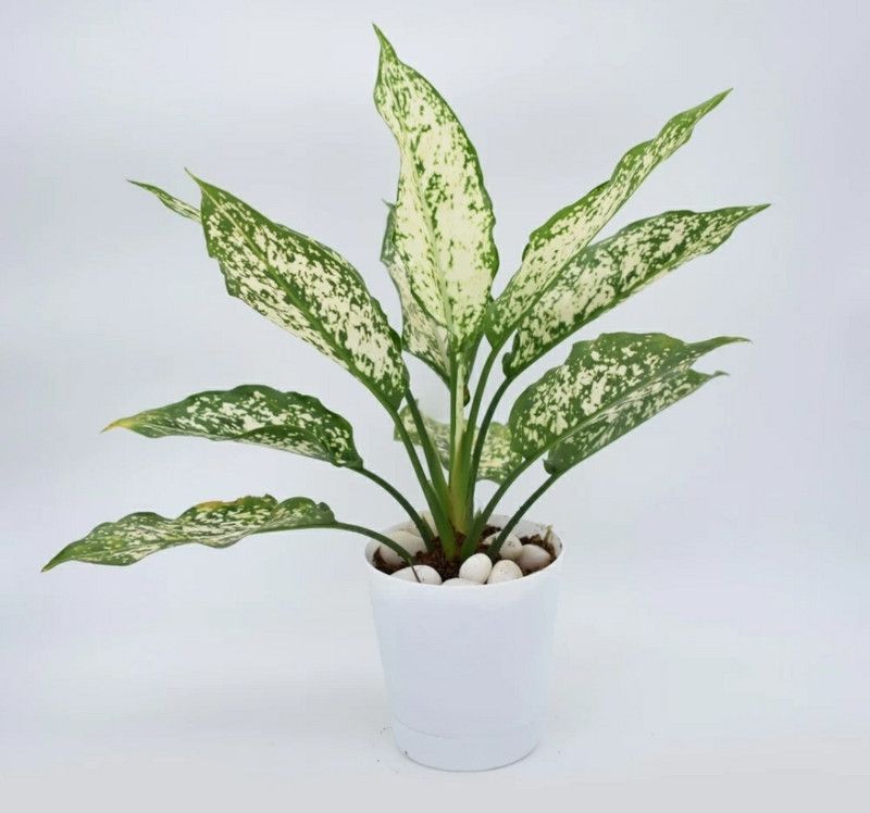 Flipkart SmartBuy Aglaonema Plant  (Hybrid, Pack of 1)