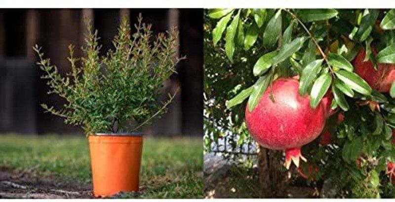 KANAYA Anar Fruit Seed  (44 per packet)