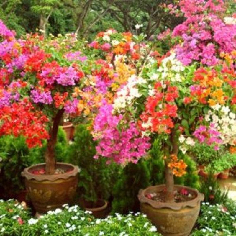 Natural Nursery Baugainvillea Plant  (Hybrid, Pack of 1)