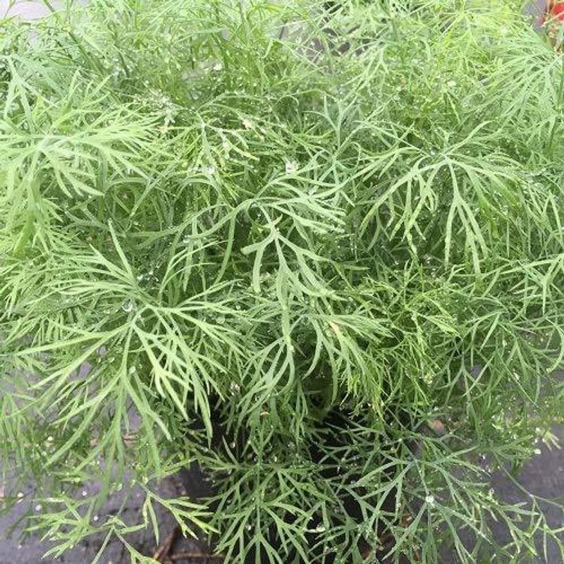 WILLVINE Heirloom Quality Dill Herb Seeds Seed  (1000 per packet)
