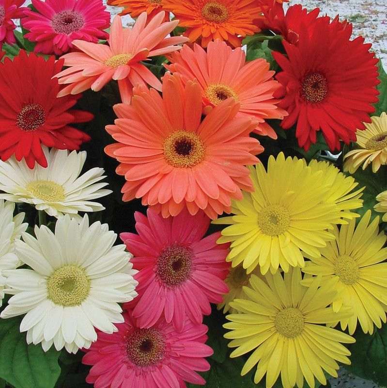 Paudha Gerbera Mixed Seed  (49 per packet)