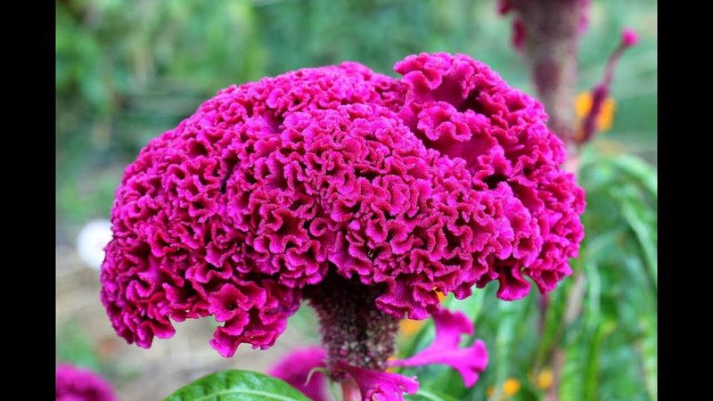 Mozette Exotic cocksomb Seed  (27 per packet)