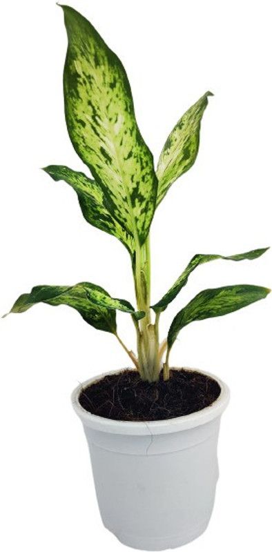 Indian Flora Aglaonema Plant  (Pack of 1)
