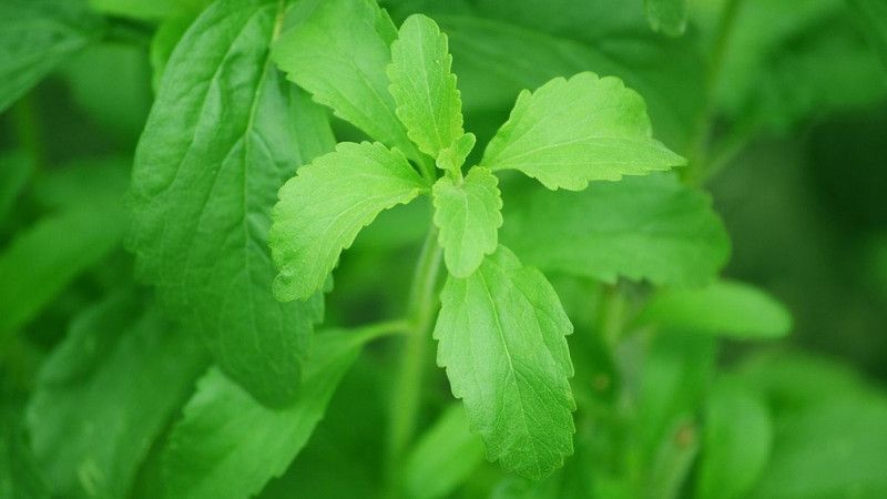 Mozette Organic stevia herb Seed  (24 per packet)