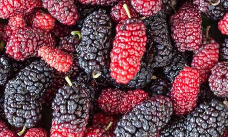 Mozette Hybrid Mulberry Seed  (60 per packet)