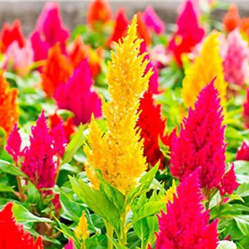 xolda Hybrid celosia Seed  (72 per packet)