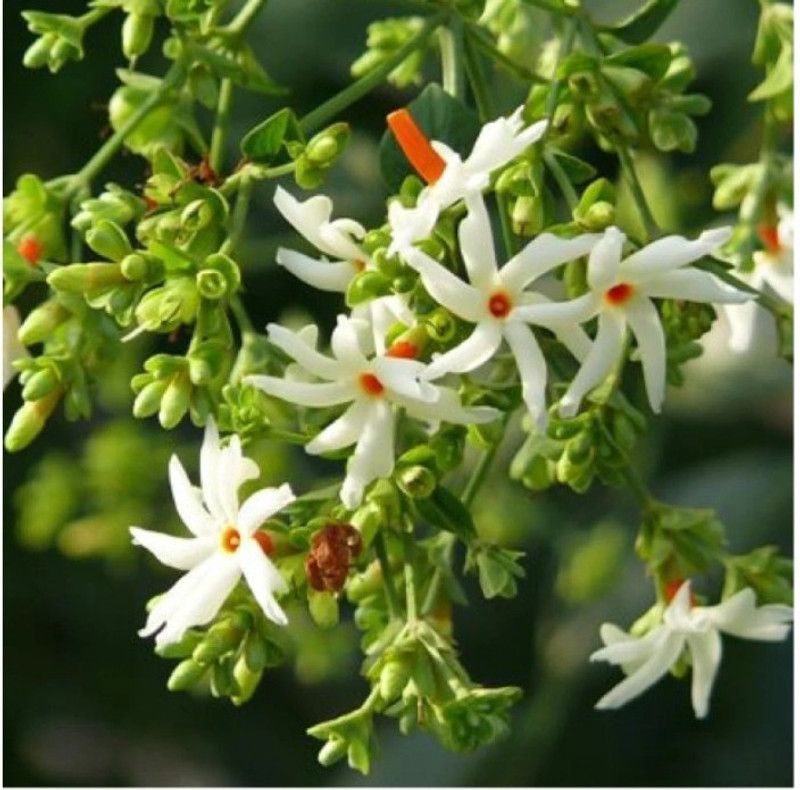 Padmavati Jasmine Plant  (Hybrid, Pack of 1)