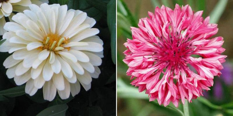 dreamseawaves Zinnia white & Cornflower Seed  (22 per packet)
