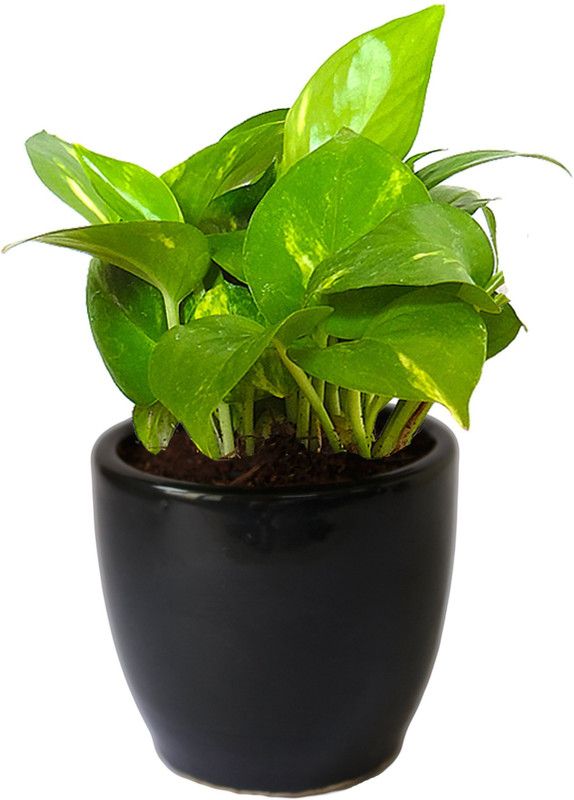 Vamsha Nature Care Money Plant  (Hybrid, Pack of 1)