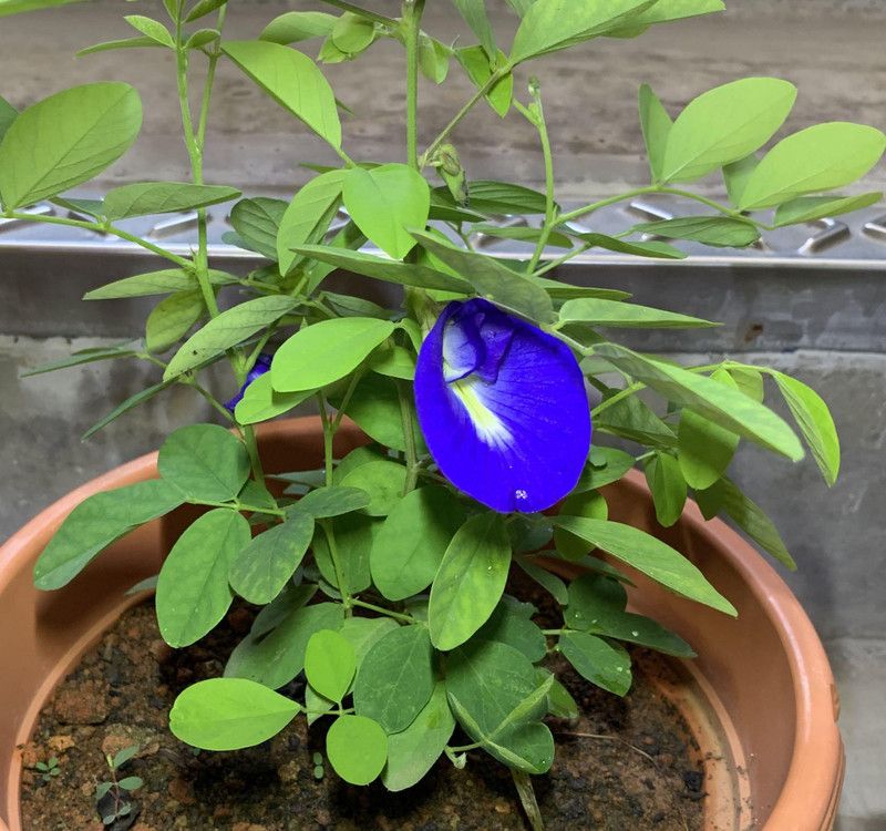 DAIVISH Aparajita/ Butterfly Pea Plant  (Pack of 1)