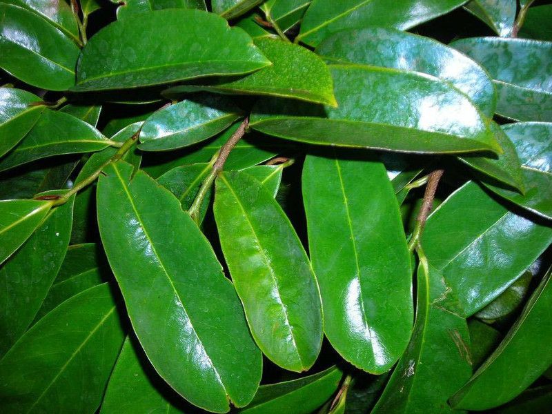 Srushtitraders Soursop Fresh Dry Leaves Seed  (1000 per packet)