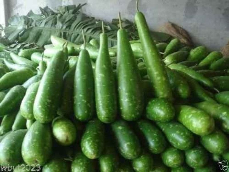 WILLVINE GUA-49 Bottle Gourd Seeds mottled green Seed  (100 per packet)