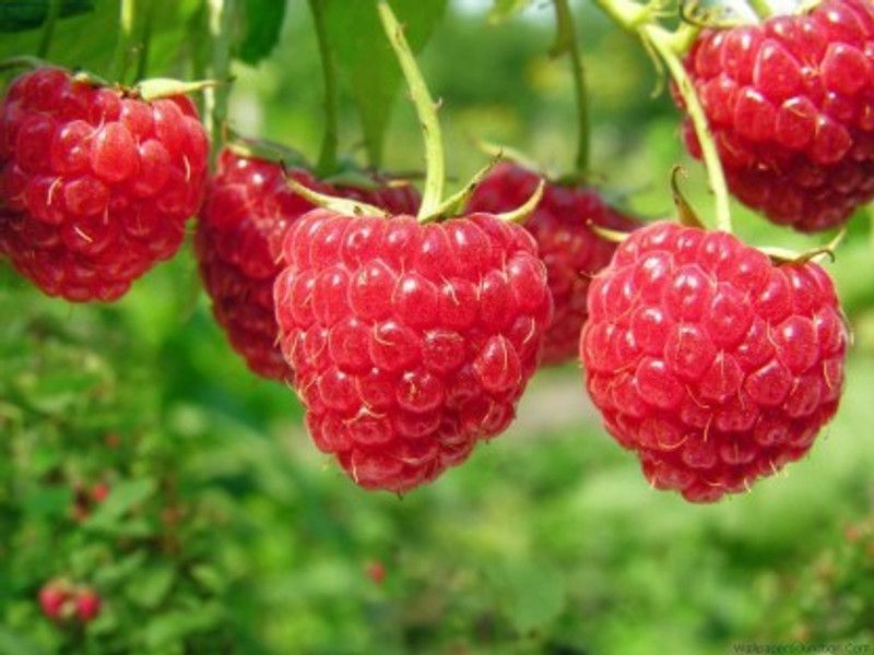PLANTZON Raspberry Hybrid Fruit Seed  (26 per packet)