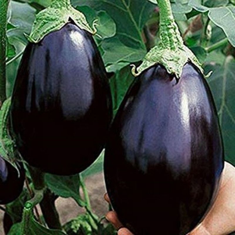 XOLDA Organic Brinjal Round Seed  (25 per packet)