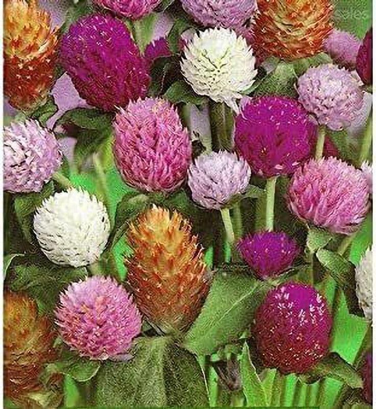 CYBEXIS Globe Amaranth Mix Seeds,Flower Gomphrena Seeds Seed  (50 per packet)