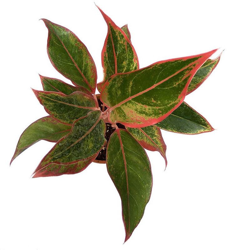 EVY Pink Lipstick Plant  (Hybrid, Pack of 1)