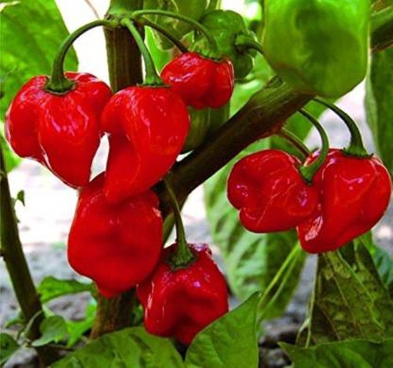 febshell red hot chilli ( 500 Seeds ) Seed  (500 per packet)